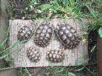 UK Bred Marginated Tortoises  waiting list only